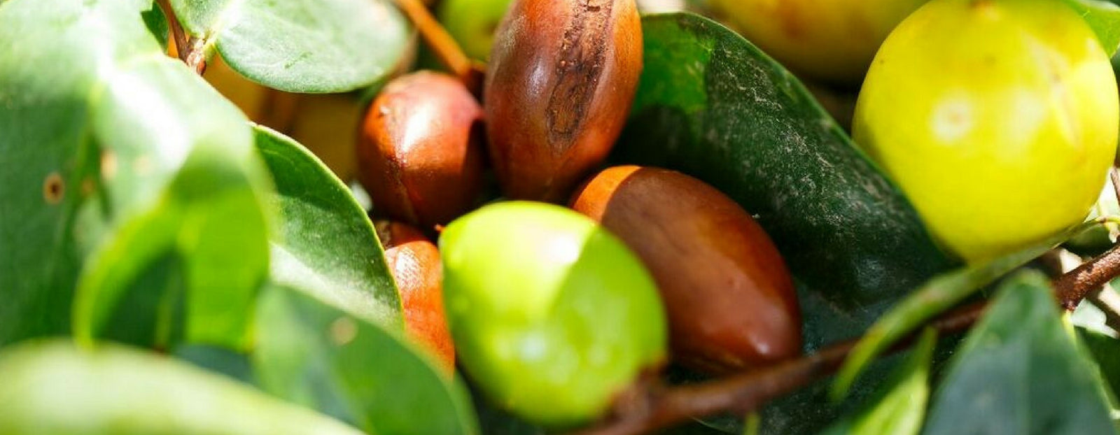 January: New Year, New Tree