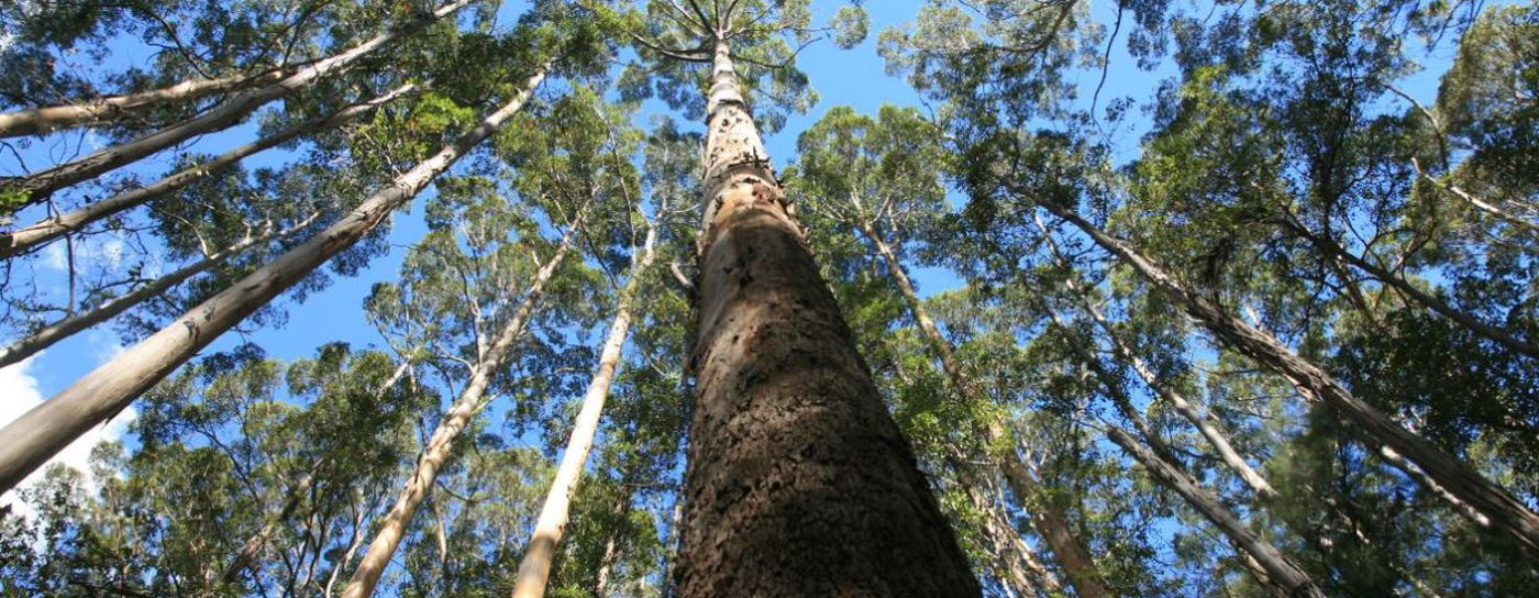 One Set, One Tree: 1015 Trees Planted in Australia
