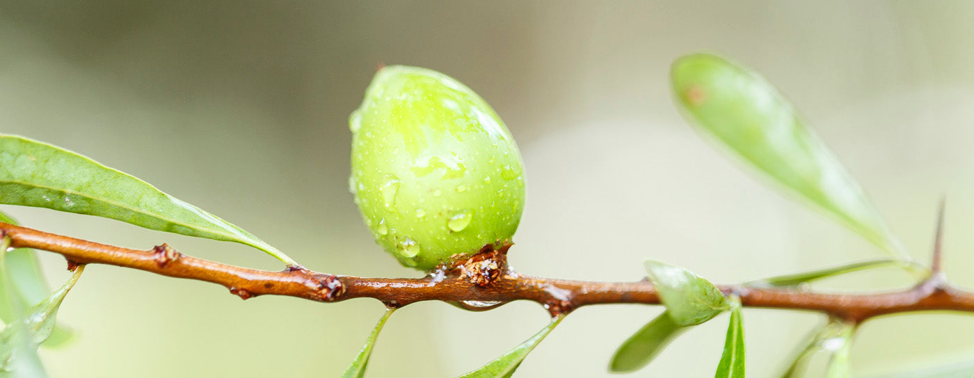 The Wonder Oil: Tips & Tricks for Using Argan