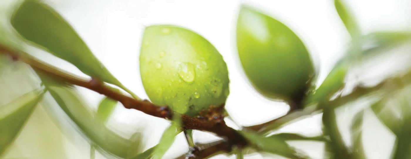 Why Argan is So Powerful for Sweating Skin