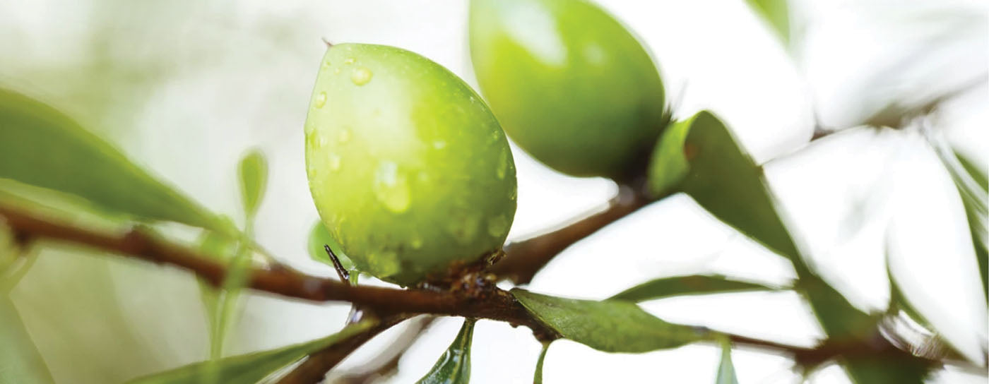 Components of argan oil - olives
