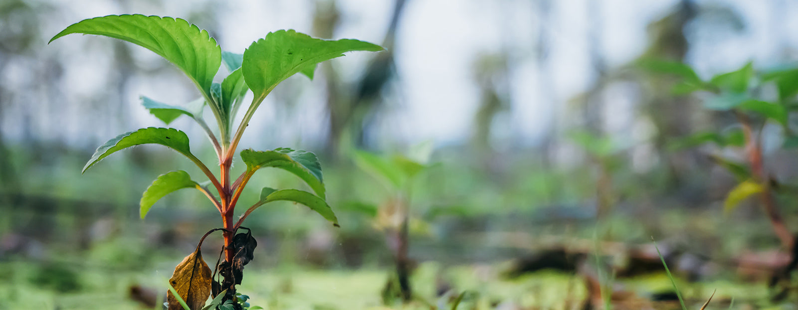 Protecting the Planet & Working Towards 100% Sustainability