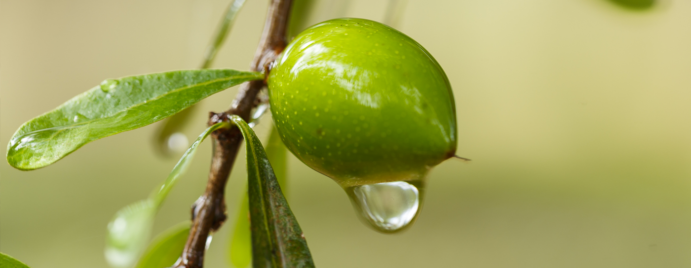 Introducing 100% Organic Argan Oil